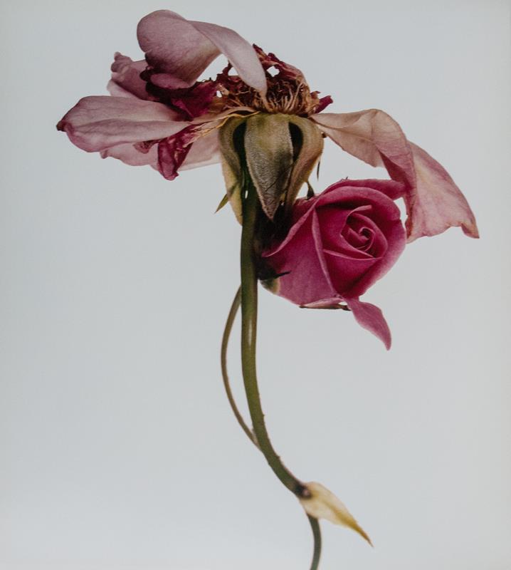 Flowers.