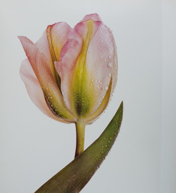 Flowers.