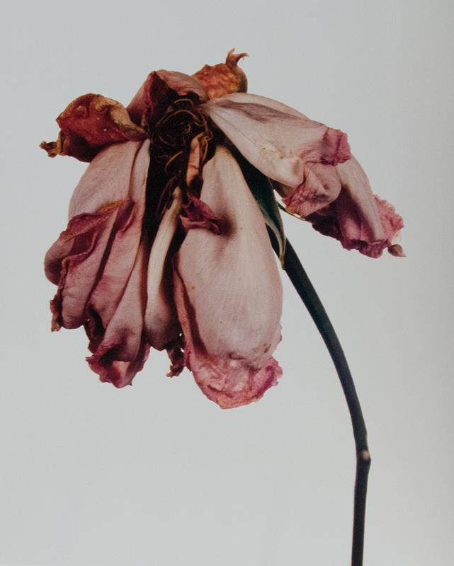 Flowers.