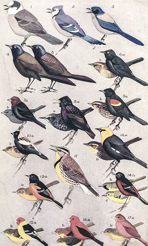 Field Guide to the Birds: Giving Field Marks of All Species Found in Eastern North America