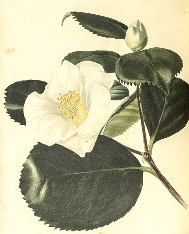 The Botanical Cabinet Consisting of Coloured Delineations of Plants, from all Countries