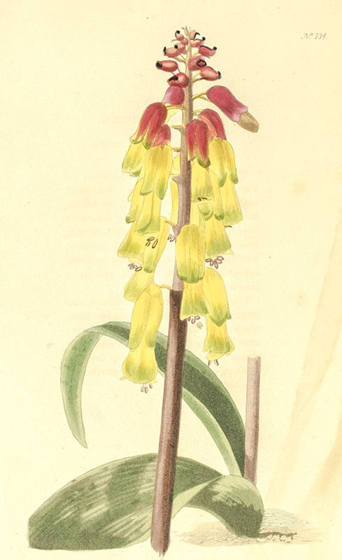 The Botanical Cabinet Consisting of Coloured Delineations of Plants, from all Countries