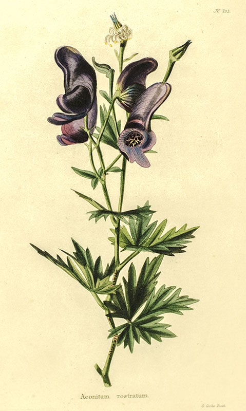 The Botanical Cabinet Consisting of Coloured Delineations of Plants, from all Countries