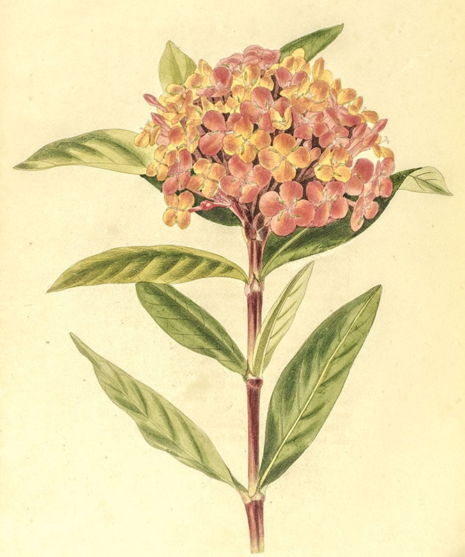 The Botanical Cabinet Consisting of Coloured Delineations of Plants, from all Countries