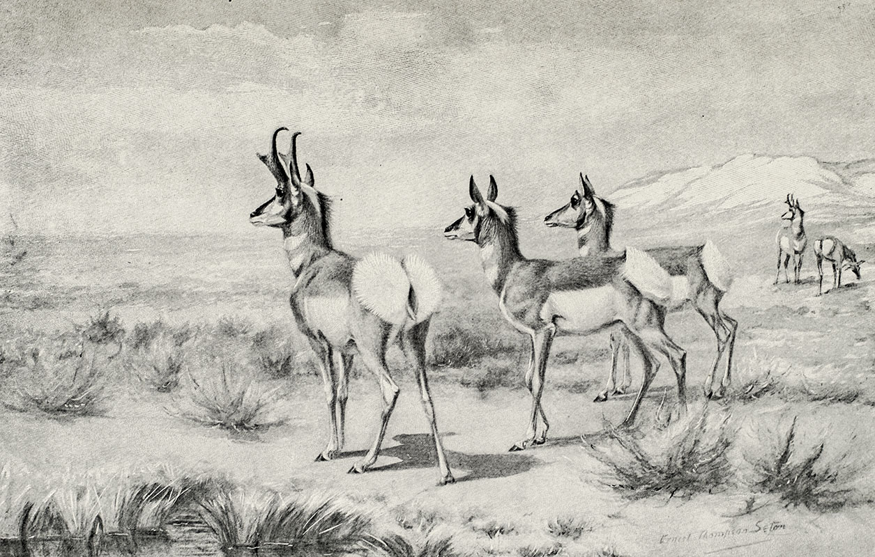 Lives of Game Animals.