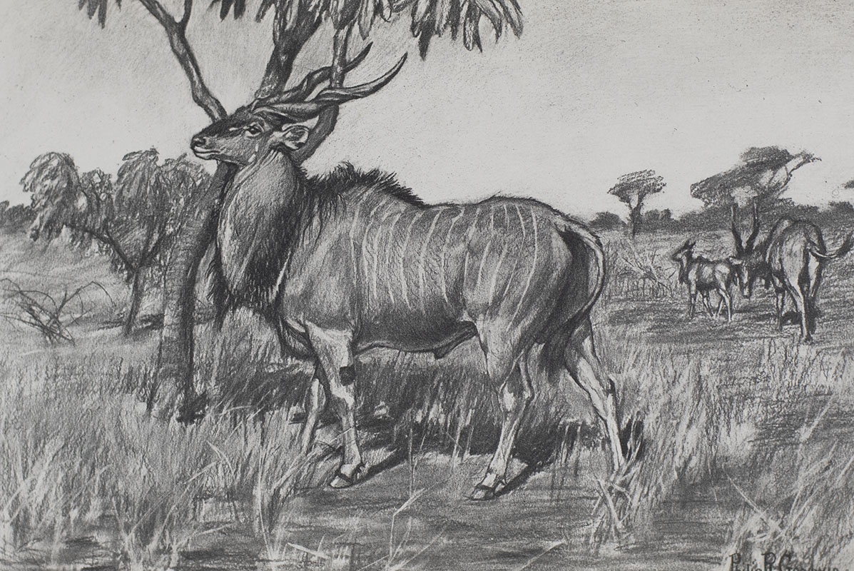 Life-Histories of African Game Animals.