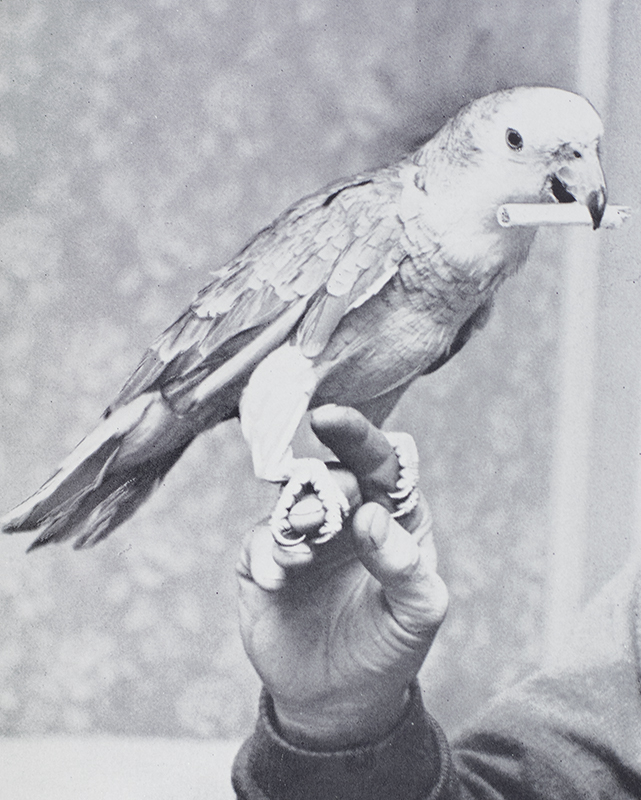 Talking Birds.