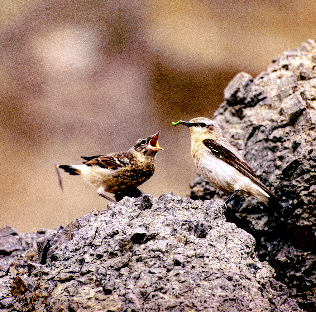 Arctic Wings: Birds of the Arctic National Wildlife Refuge.