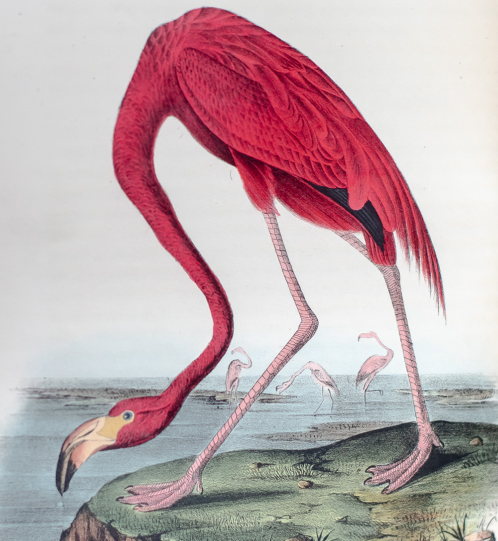 The Birds of America, From Drawings Made In The United States And Their Territories.