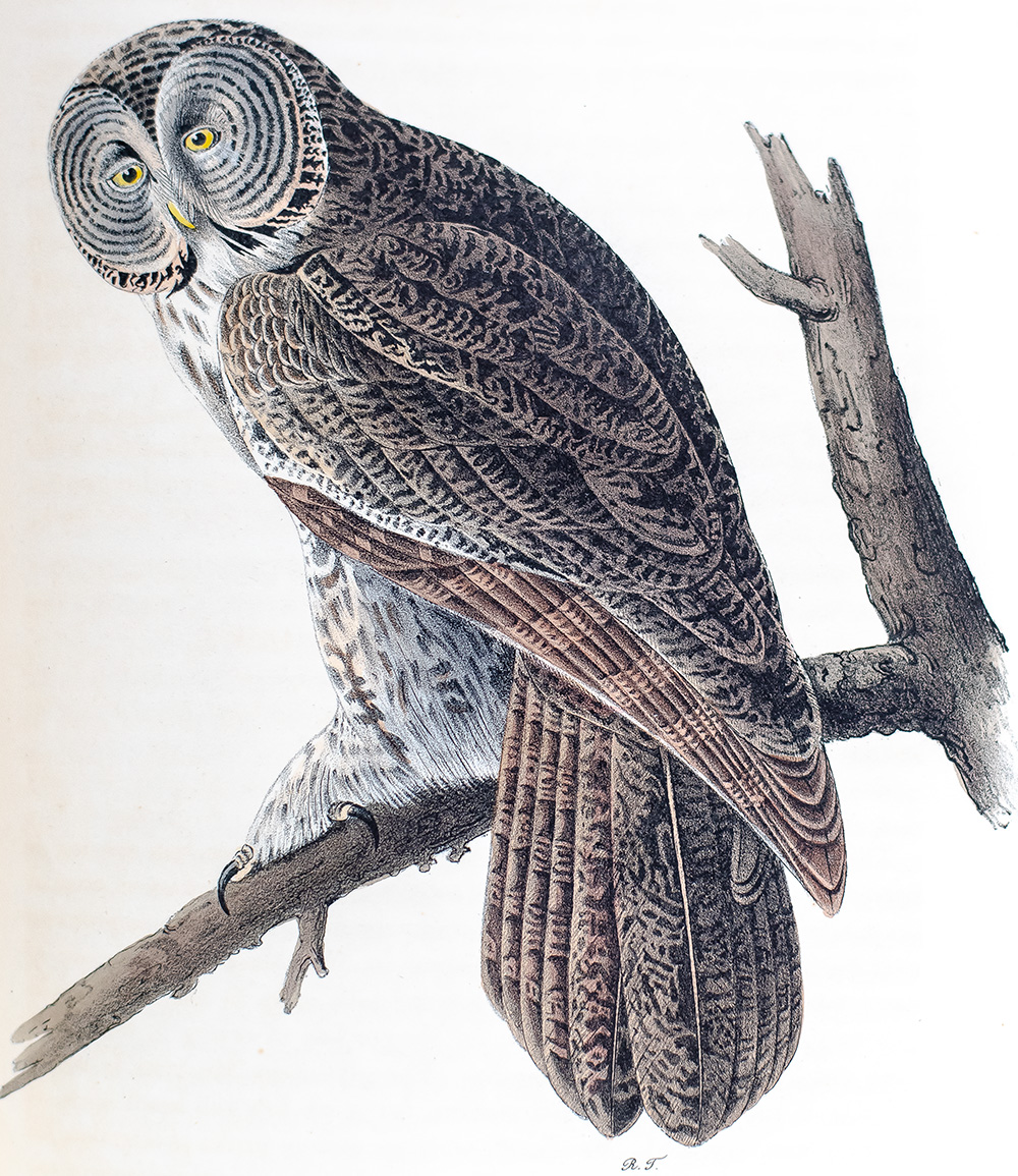 The Birds of America, From Drawings Made In The United States And Their Territories.