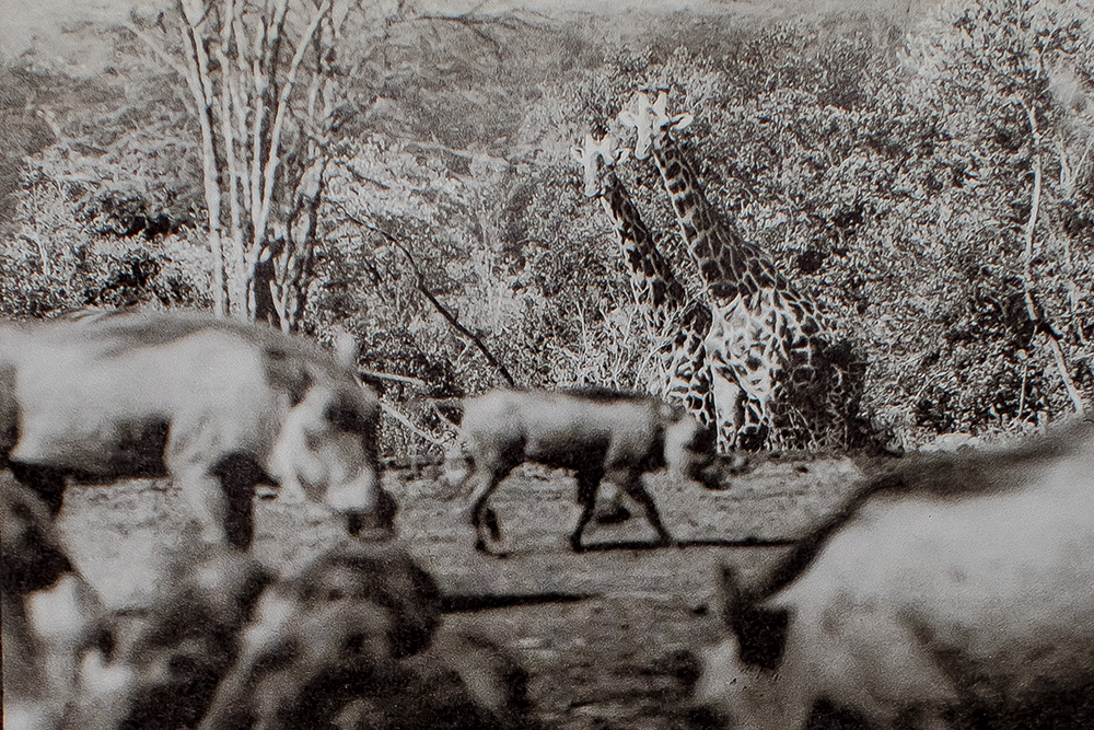 Longing For Darkness: Kamante's Tales From Out of Africa.