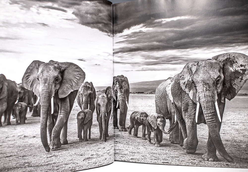 Wild Encounters: Iconic Photographs of the World's Vanishing Animals and Cultures.