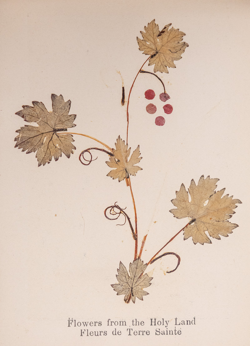 Flowers from the Holy Land: Fleurs de Terre Sainte. - Image 7